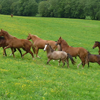 Poney club de l'Autrot - BESSEY-EN-CHAUME