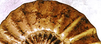 La Grange aux Fossiles - VEILLY