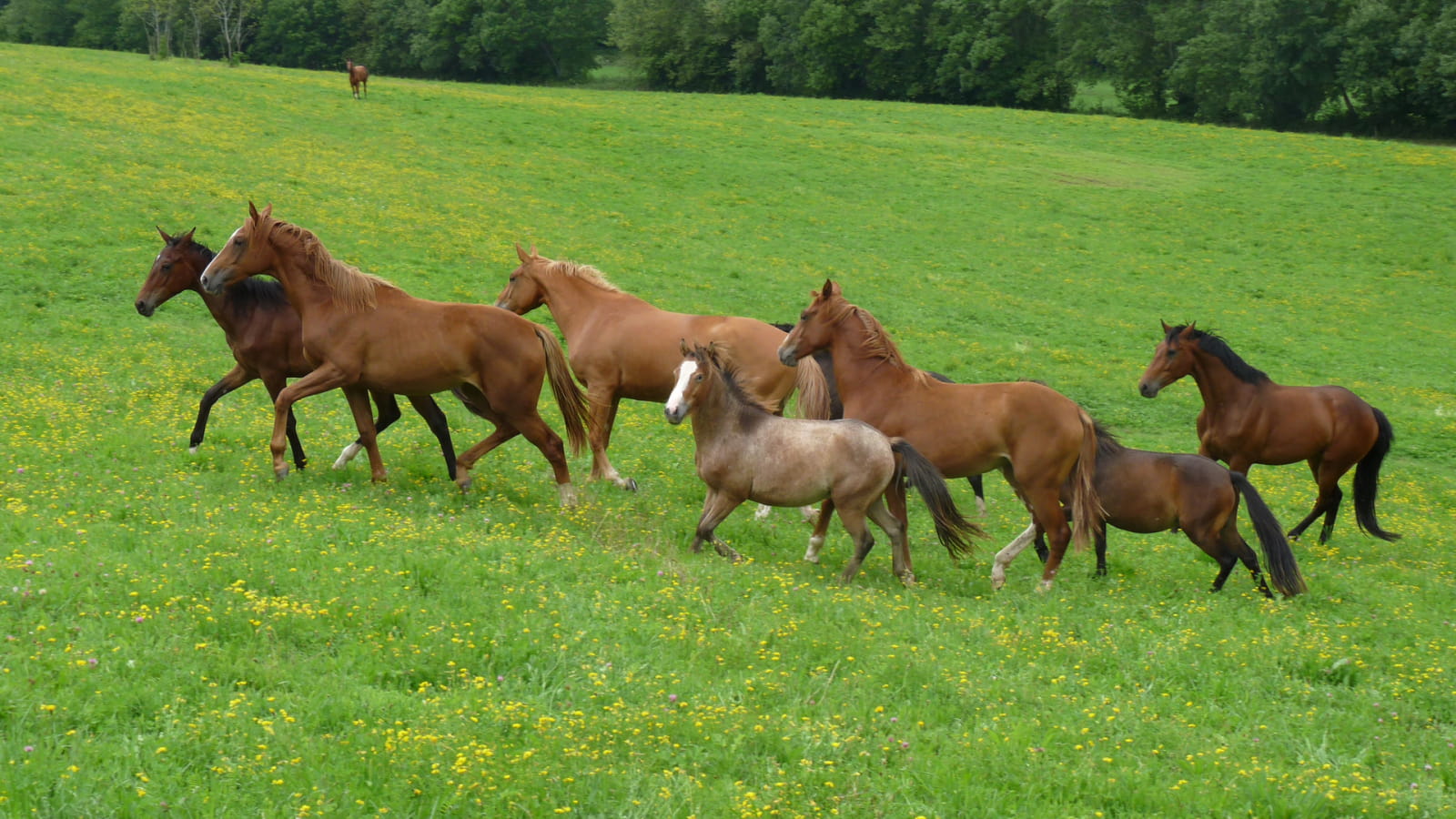 Poney club de l'Autrot